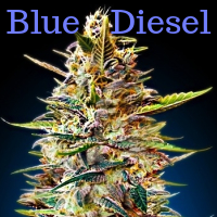 Blue Diesel cannabis strain