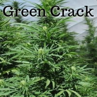 Green Crack Cannabis strain