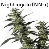 Nightingale (NN-1) cannabis strain