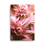 Pink Bud #1 Cannabis Canvas Art