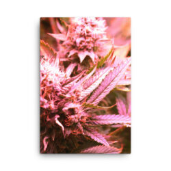 Pink Bud #1 Cannabis Canvas Art