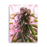 Pink Bud #2 Cannabis Canvas Art