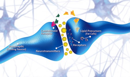 cannabinoid receptors